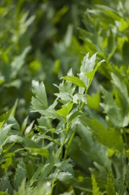 Livèche Levisticum officinale 5-10 pot P9 Levisticum officinale