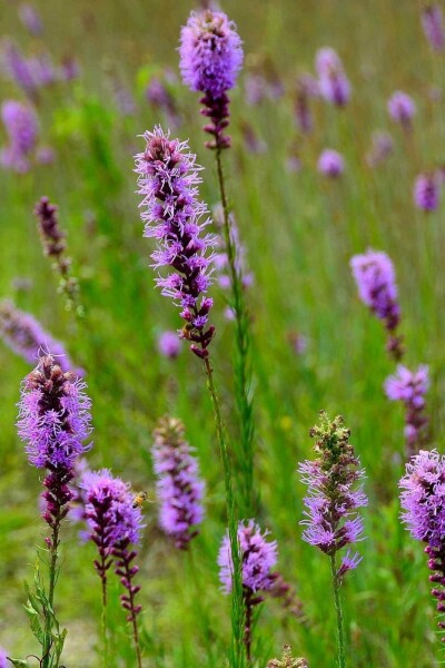 Plume du kansas Liatris pycnostachya 5-10 pot P9 Liatris pycnostachya