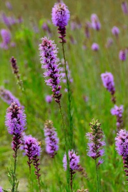 Plume du kansas Liatris pycnostachya 5-10 pot P9 Liatris pycnostachya