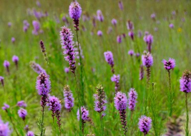 Plume du kansas Liatris pycnostachya 5-10 pot P9 Liatris pycnostachya