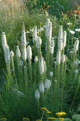 Plume du kansas Liatris spicata 'Alba' 5-10 pot P9 Liatris spicata 'Alba'