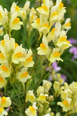 Linaire commune Linaria vulgaris 5-10 pot P9 Linaria vulgaris