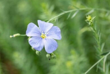 Lin bleu Linum perenne 5-10 pot P9 Linum perenne