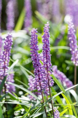 Liriope muscari à fleurs bleues Liriope muscari 'Big Blue' 5-10 pot P9 Liriope muscari 'Big Blue'