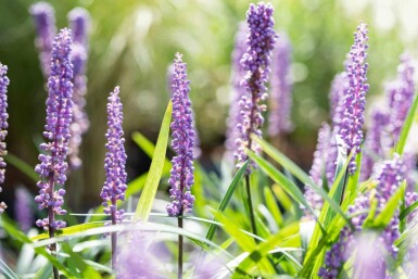 Liriope muscari à fleurs bleues Liriope muscari 'Big Blue' 5-10 pot P9 Liriope muscari 'Big Blue'