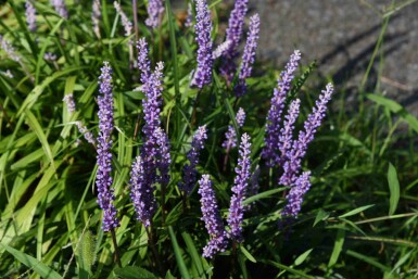 Muguet du japon Liriope muscari 'Ingwersen' 5-10 pot P9 Liriope muscari 'Ingwersen'
