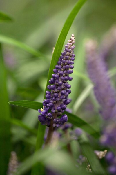 Muscari d'automne Liriope muscari 5-10 pot P9 Liriope muscari