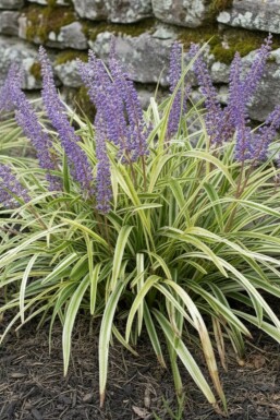 Liriope muscari panaché Liriope muscari 'Variegata' 5-10 pot P9 Liriope muscari 'Variegata'
