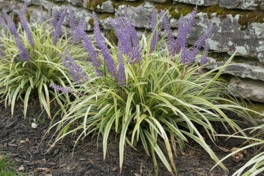 Liriope muscari panaché Liriope muscari 'Variegata' 5-10 pot P9 Liriope muscari 'Variegata'