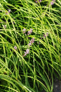 Liriope rampante Liriope spicata 5-10 pot P9 Liriope spicata