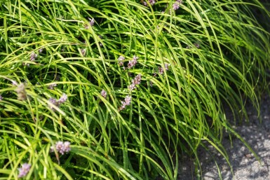 Liriope rampante Liriope spicata 5-10 pot P9 Liriope spicata