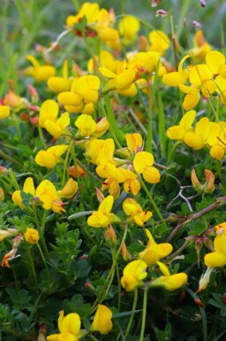 Lotier corniculé Lotus corniculatus 5-10 pot P9 Lotus corniculatus