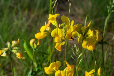 Lotier corniculé Lotus corniculatus 5-10 pot P9 Lotus corniculatus