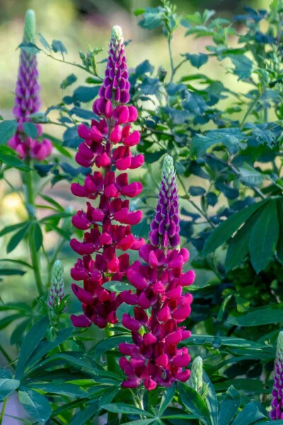 Lupin Lupinus 'My Castle' 5-10 pot P9 Lupinus 'My Castle'