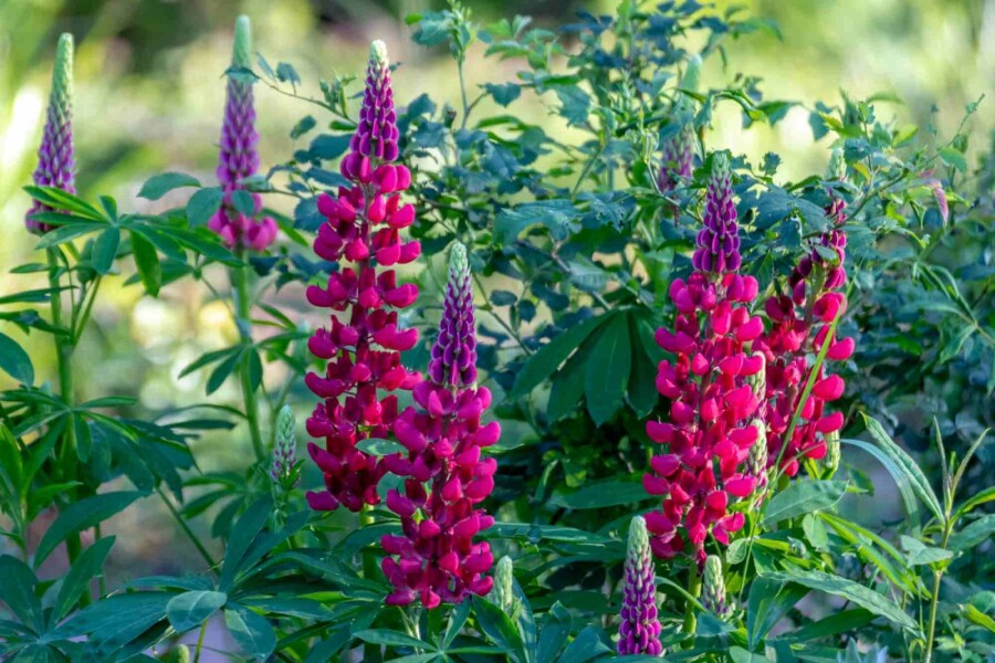Lupin Lupinus 'My Castle' 5-10 pot P9 Lupinus 'My Castle'