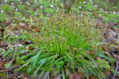 Luzule poilue Luzula pilosa 5-10 pot P9 Luzula pilosa