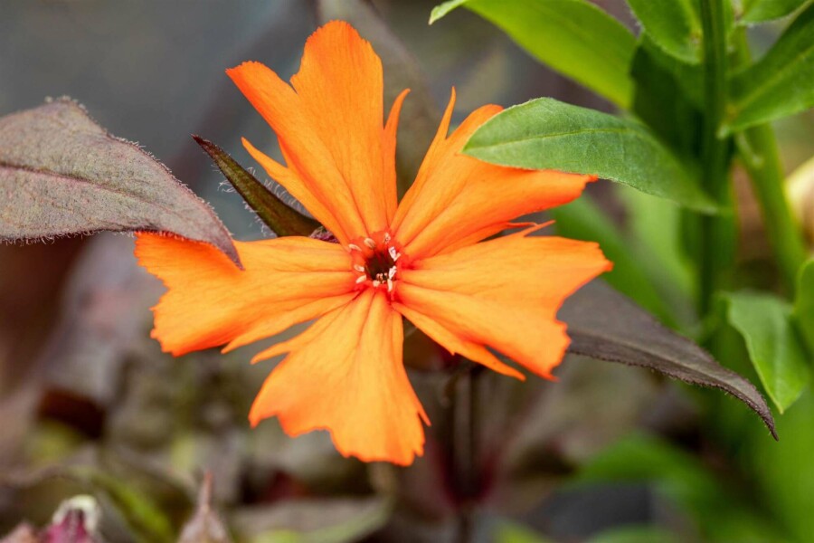 Lychnis de vésuve Lychnis arkwrightii 'Vesuvius' 5-10 pot P9 Lychnis arkwrightii 'Vesuvius'