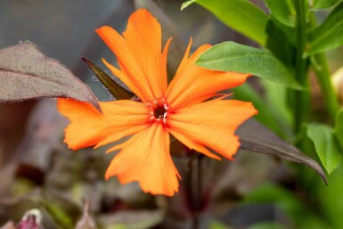 Lychnis de vésuve Lychnis arkwrightii 'Vesuvius' 5-10 pot P9 Lychnis arkwrightii 'Vesuvius'