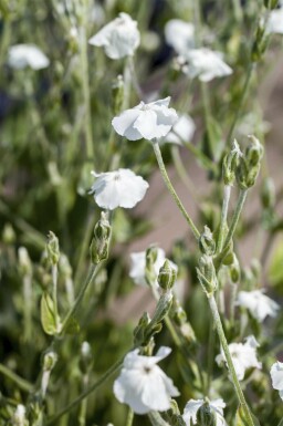 Coquelourde des jardins Lychnis coronaria 'Alba' 5-10 pot P9 Lychnis coronaria 'Alba'