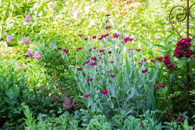 Coquelourde des jardins Lychnis coronaria 5-10 pot P9 Lychnis coronaria