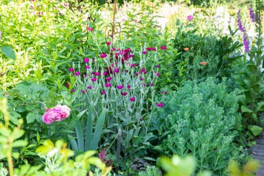 Coquelourde des jardins Lychnis coronaria 5-10 pot P9 Lychnis coronaria