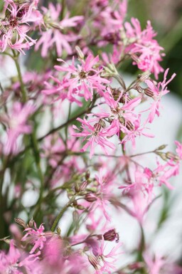 Fleur de coucou Lychnis flos-cuculi 5-10 pot P9 Lychnis flos-cuculi