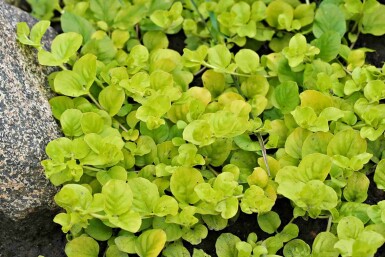 Herbe aux écus Lysimachia nummularia 'Aurea' 5-10 pot P9 Lysimachia nummularia 'Aurea'