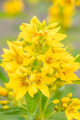 Lysimaque commune Lysimachia vulgaris 5-10 pot P9 Lysimachia vulgaris