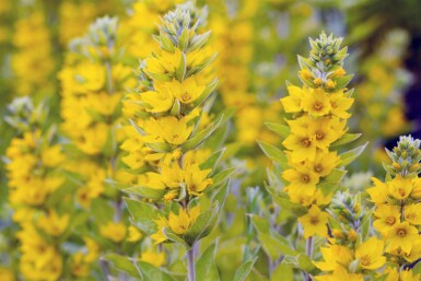 Lysimaque commune Lysimachia vulgaris 5-10 pot P9 Lysimachia vulgaris