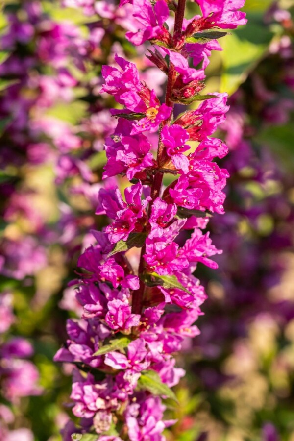 Salicaire Lythrum salicaria 'Robin' 5-10 pot P9 Lythrum salicaria 'Robin'