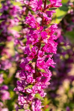 Salicaire Lythrum salicaria 'Robin' 5-10 pot P9 Lythrum salicaria 'Robin'