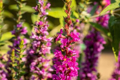 Salicaire Lythrum salicaria 'Robin' 5-10 pot P9 Lythrum salicaria 'Robin'