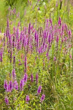 Salicaire Lythrum virgatum 'Dropmore Purple' 5-10 pot P9 Lythrum virgatum 'Dropmore Purple'