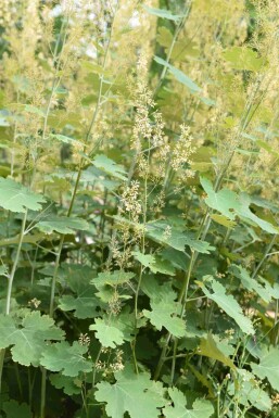 Pavot de chine Macleaya cordata 5-10 pot P9 Macleaya cordata