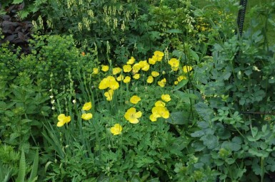 Pavot jaune Meconopsis cambrica 5-10 pot P9 Meconopsis cambrica