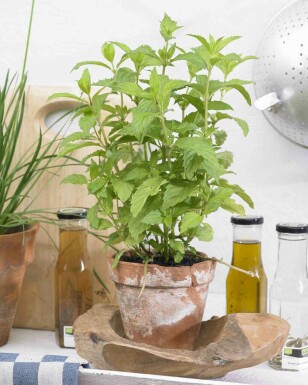Menthe poivrée Mentha piperita 'Swiss' 5-10 pot P9 Mentha piperita 'Swiss'