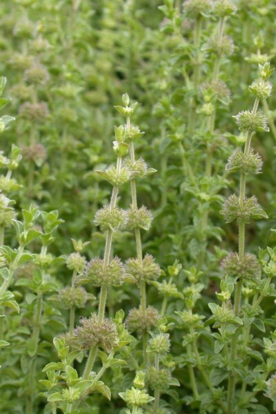Menthe pouliot Mentha pulegium 5-10 pot P9 Mentha pulegium