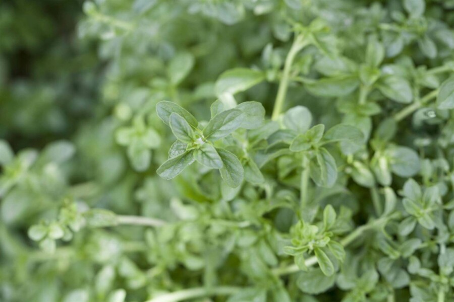 Menthe pouliot Mentha pulegium 5-10 pot P9 Mentha pulegium