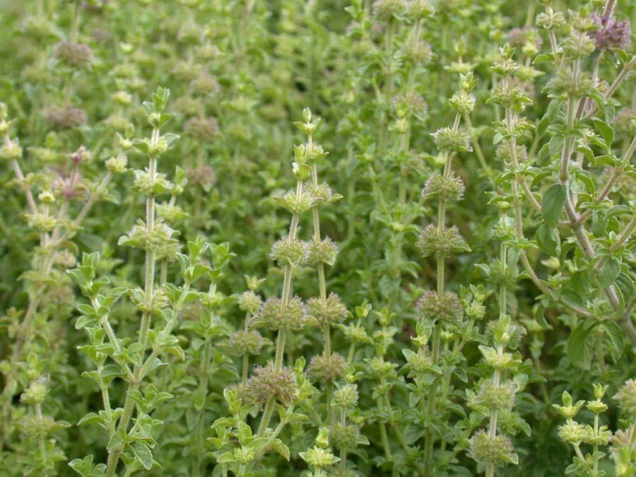 Menthe pouliot Mentha pulegium 5-10 pot P9 Mentha pulegium