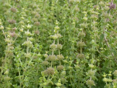 Menthe pouliot Mentha pulegium 5-10 pot P9 Mentha pulegium