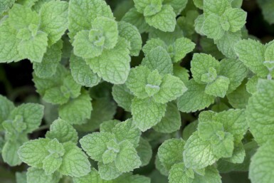 Menthe marocaine Mentha spicata 'Moroccan' 5-10 pot P9 Mentha spicata 'Moroccan'