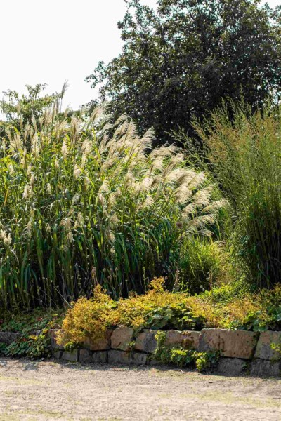 Roseau de chine Miscanthus giganteus 5-10 pot P9 Miscanthus giganteus