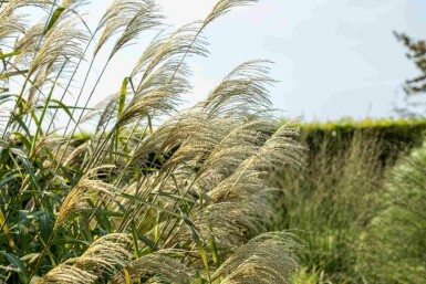 Roseau de chine Miscanthus giganteus 5-10 pot P9 Miscanthus giganteus