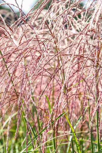 Eulalie Miscanthus sinensis 'Flamingo' 5-10 pot P9 Miscanthus sinensis 'Flamingo'