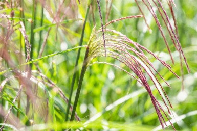 Eulalie Miscanthus sinensis 'Flamingo' 5-10 pot P9 Miscanthus sinensis 'Flamingo'