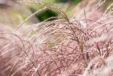 Eulalie Miscanthus sinensis 'Flamingo' 5-10 pot P9 Miscanthus sinensis 'Flamingo'