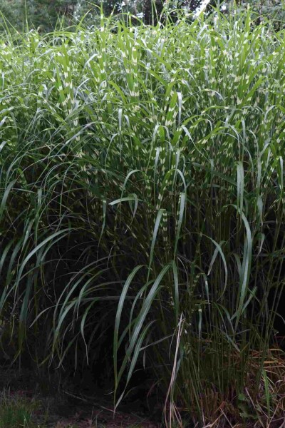 Eulalie Miscanthus sinensis 'Little Zebra' 5-10 pot P9 Miscanthus sinensis 'Little Zebra'
