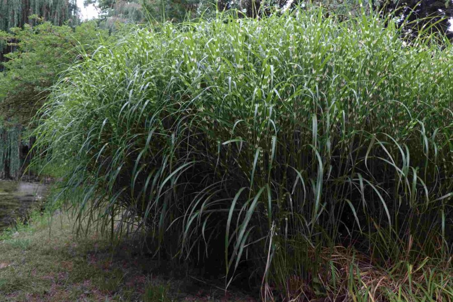 Eulalie Miscanthus sinensis 'Little Zebra' 5-10 pot P9 Miscanthus sinensis 'Little Zebra'