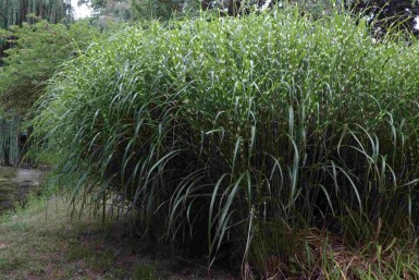 Eulalie Miscanthus sinensis 'Little Zebra' 5-10 pot P9 Miscanthus sinensis 'Little Zebra'