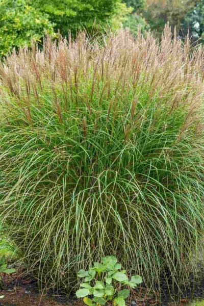 Eulalie Miscanthus sinensis 5-10 pot P9 Miscanthus sinensis